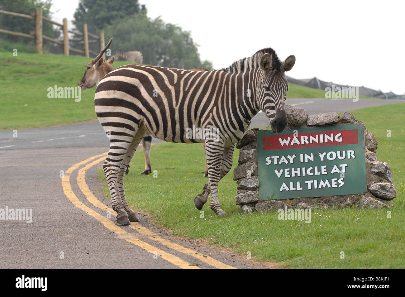Zebra à l'West Midlands Safari park dans les Midlands uk Banque D'Images