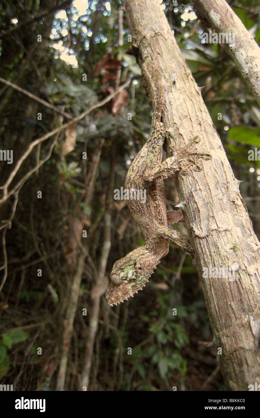 Gecko à queue de feuille moussus (Uroplatus sikorae) perché sur un arbre dans la réserve spéciale d'Analamazaotra, Madagascar Banque D'Images