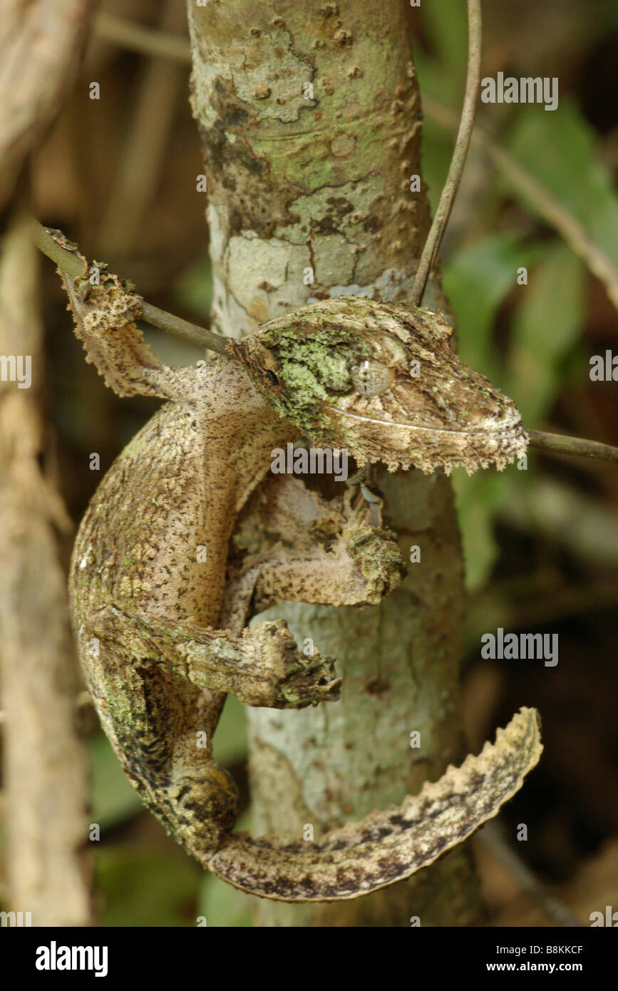 Gecko à queue de feuille moussus (Uroplatus sikorae) pendaison de minces en vigne Analamazaotra Réserve spéciale, Madagascar Banque D'Images