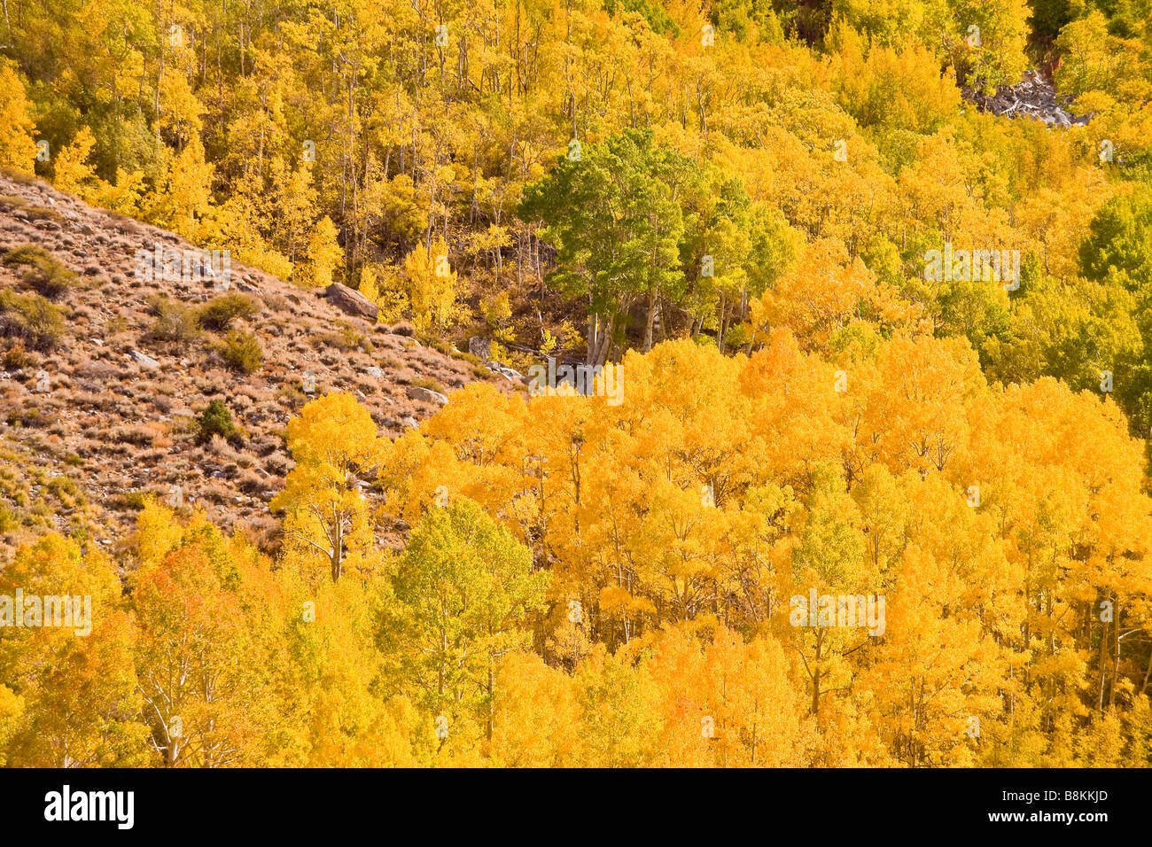 Le tremble (Populus tremuloides) en couleurs d'automne le long de la fourche sud de Bishop Creek Sierra Nevada Californie United States Banque D'Images