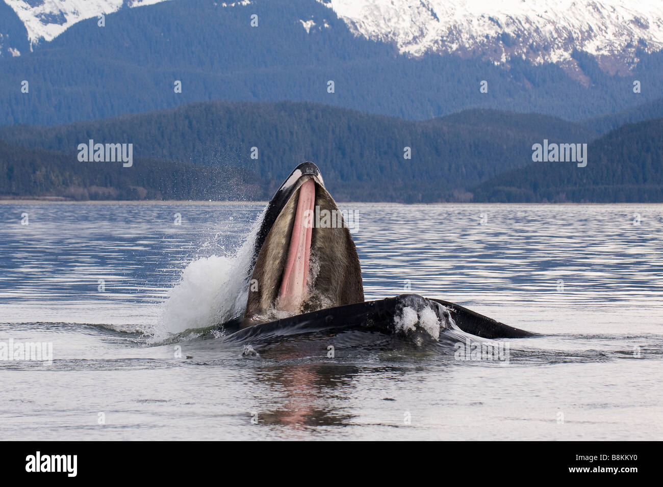 Alimentation de filet à bulles Les baleines à bosse Megaptera novaeangliae en Alaska Banque D'Images