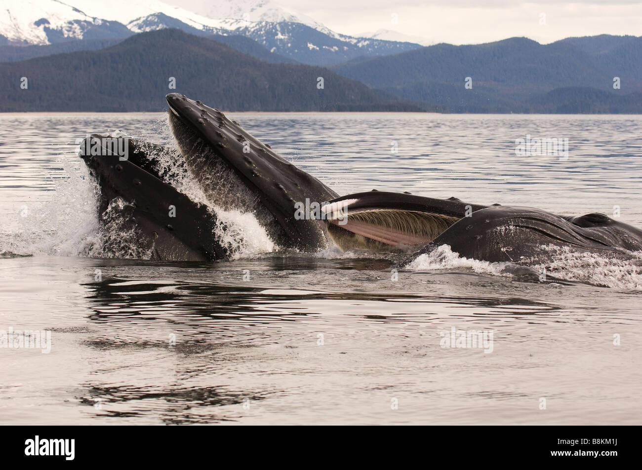 Alimentation de filet à bulles Les baleines à bosse Megaptera novaeangliae en Alaska Banque D'Images