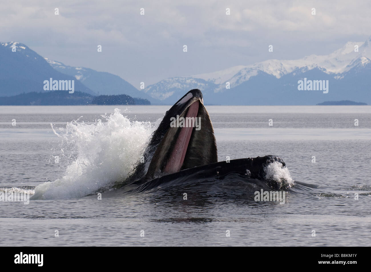 Alimentation de filet à bulles Les baleines à bosse Megaptera novaeangliae en Alaska Banque D'Images
