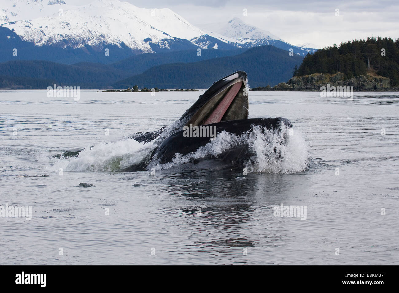 Alimentation de filet à bulles Les baleines à bosse Megaptera novaeangliae en Alaska Banque D'Images