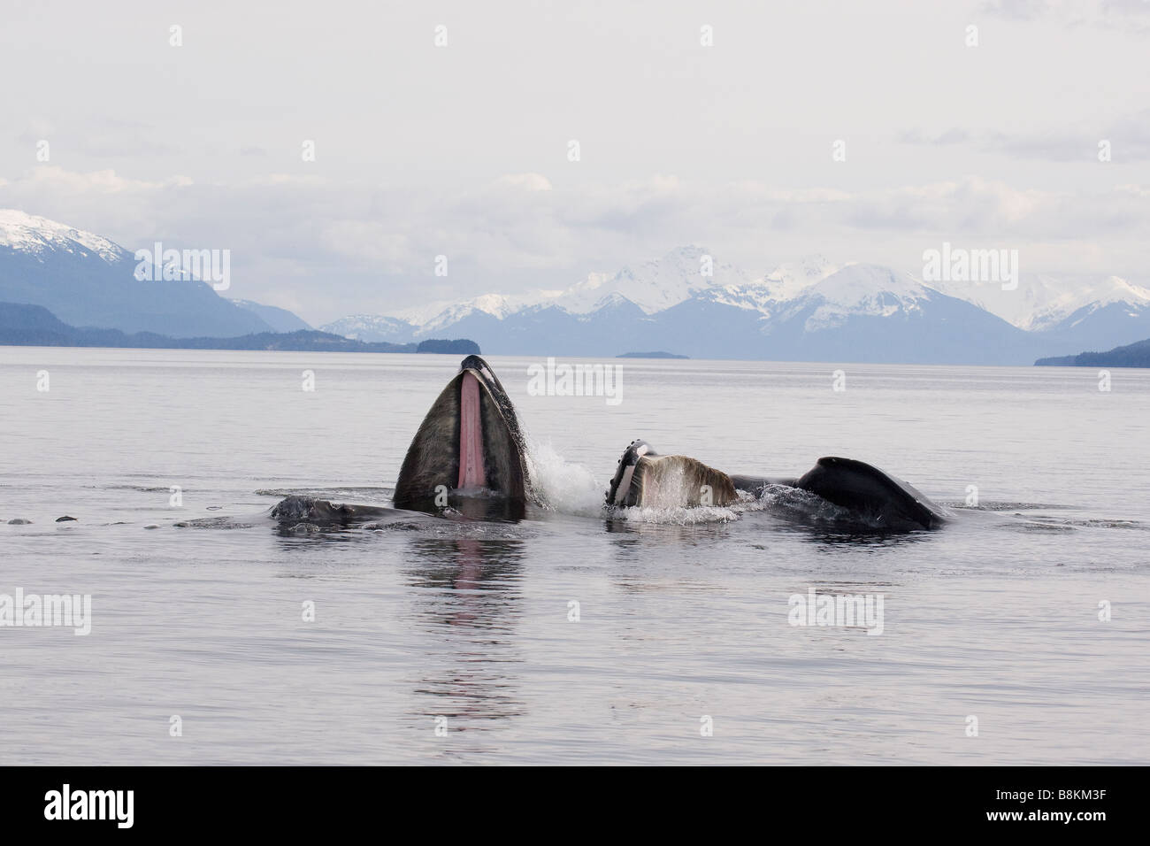 Alimentation de filet à bulles Les baleines à bosse Megaptera novaeangliae en Alaska Banque D'Images