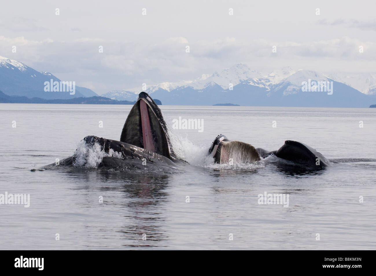 Alimentation fente baleine à bosse Megaptera novaeangliae en Alaska Banque D'Images