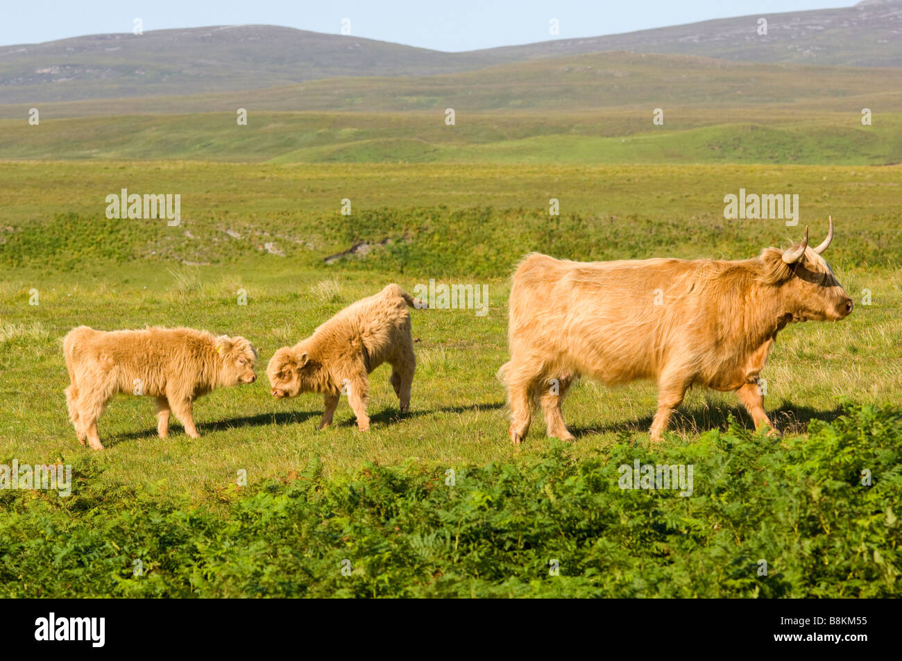 Une vache de race Highland, une partie de l'Inver troupeau sur l'île de Jura, avec deux jeunes veaux. Banque D'Images