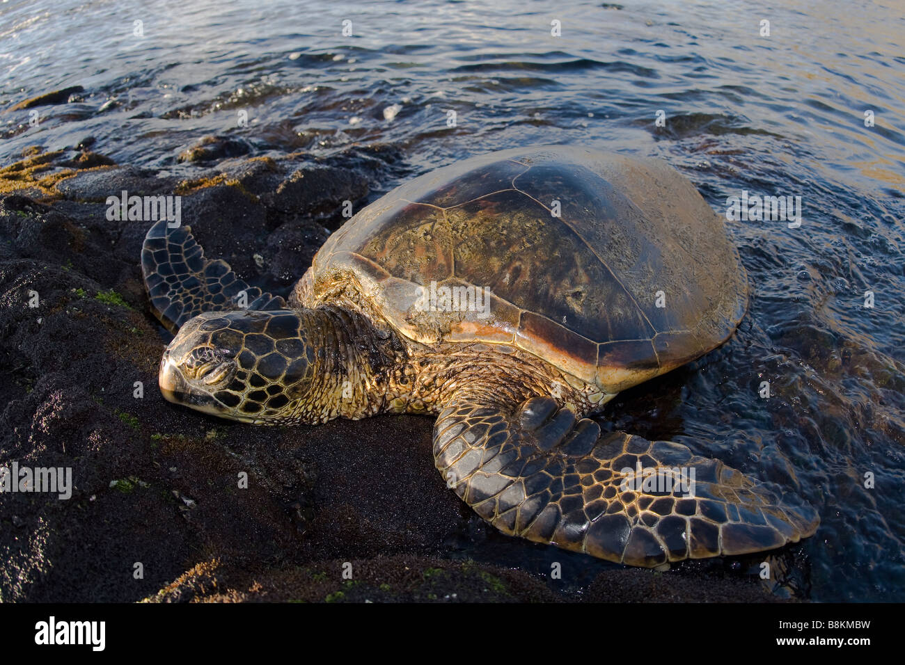 Hawaiian Tortue verte Chelonia mydas Big Island Hawaii Banque D'Images