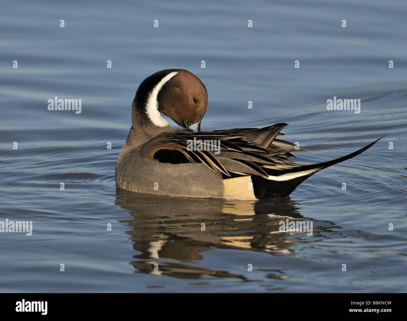 Canard pilet Anas acuta homme preaning Banque D'Images