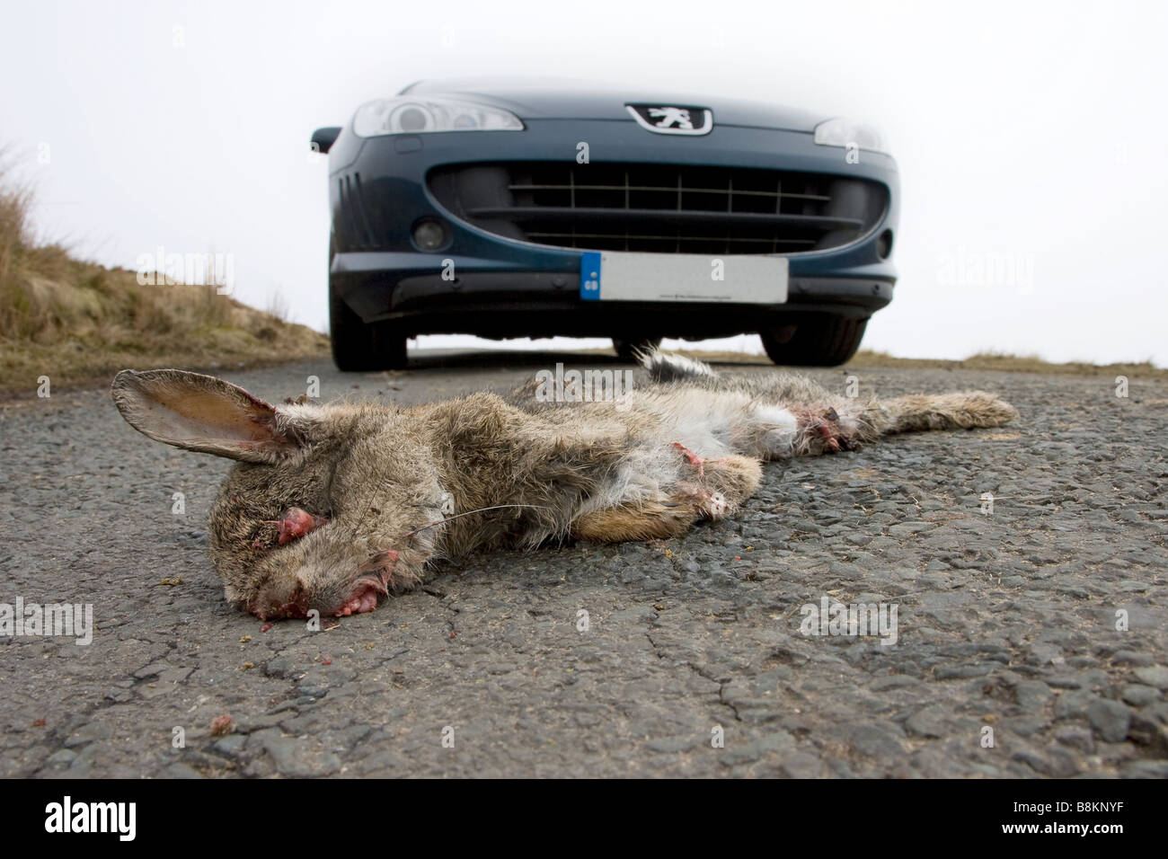 Lapin Oryctolagus cuniculul Lagomorpha Road Kill Banque D'Images