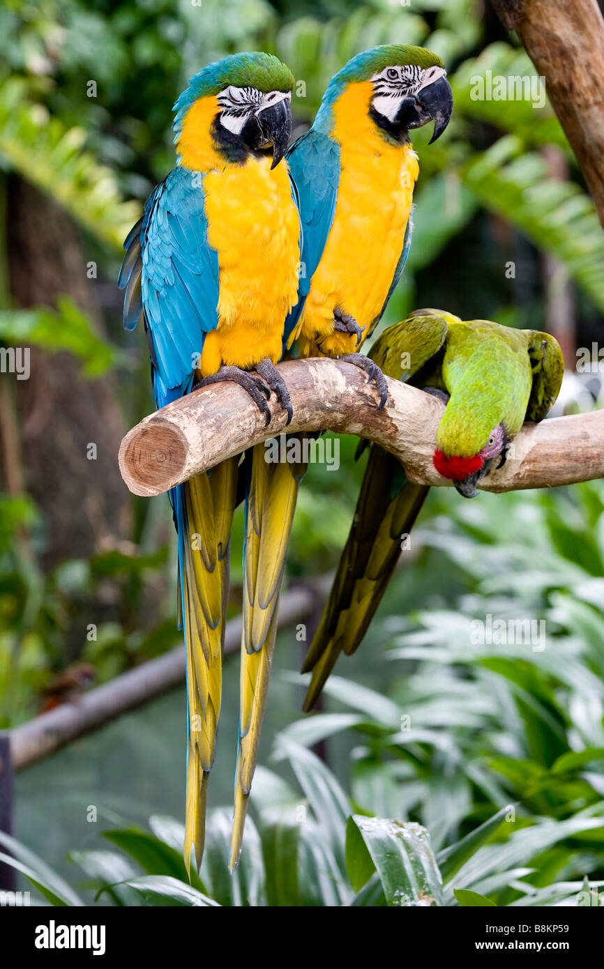 Ara bleu et jaune Ara ararauna Parrot Banque D'Images