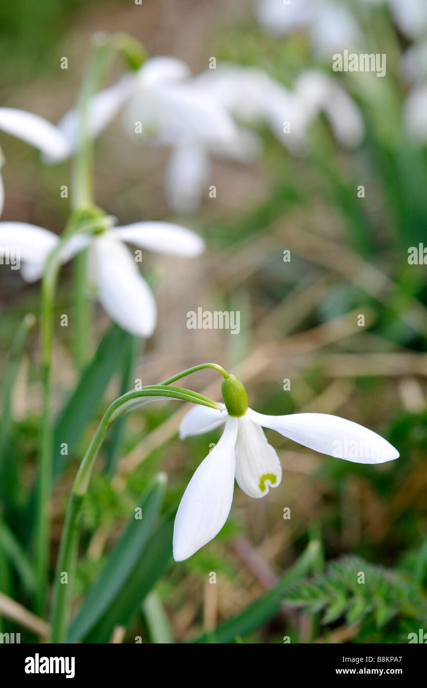 Perce-neige hiver close up flower spring england uk blanc naturel sauvage de l'ampoule Banque D'Images