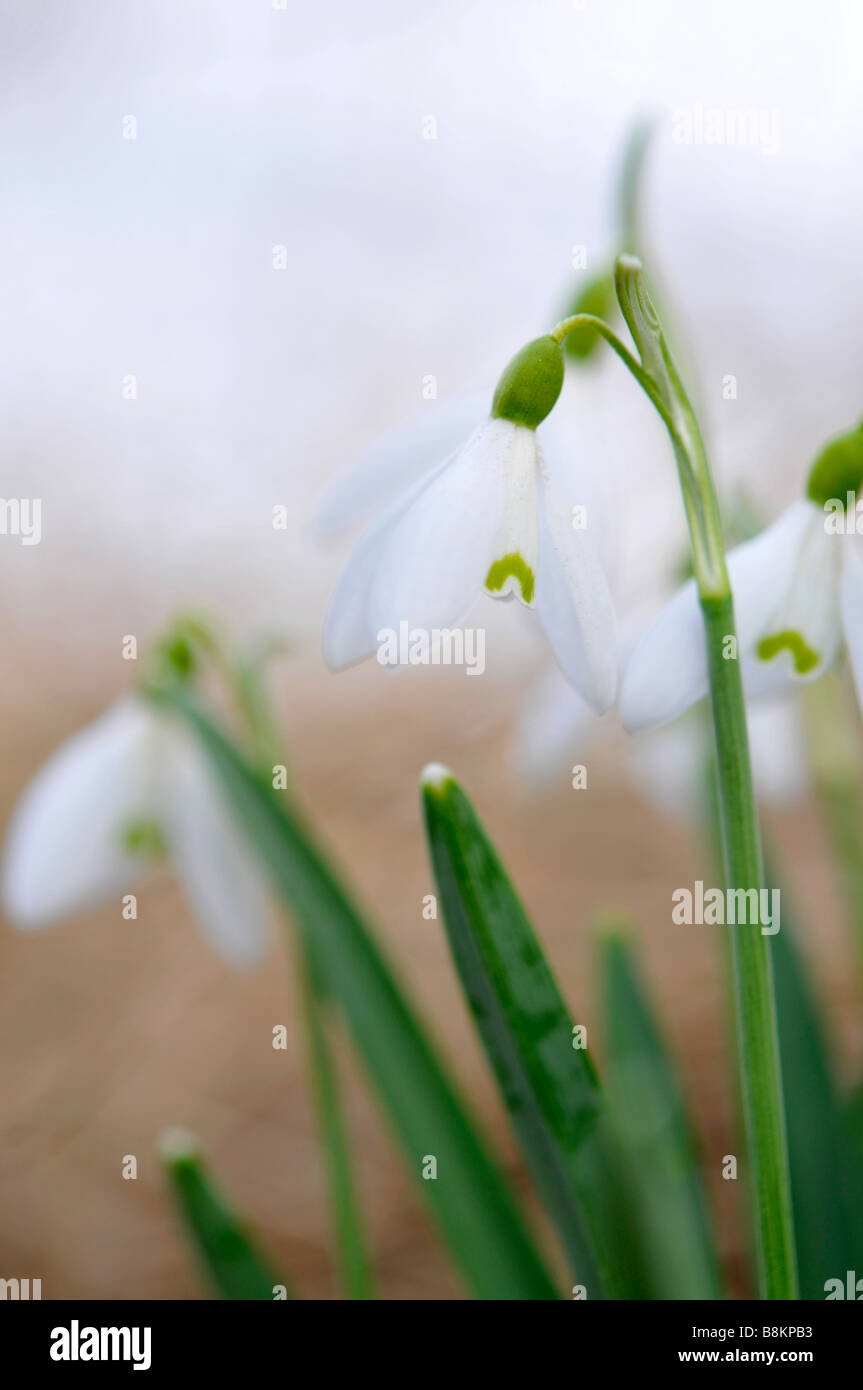 Perce-neige hiver close up flower spring england uk blanc naturel sauvage de l'ampoule Banque D'Images