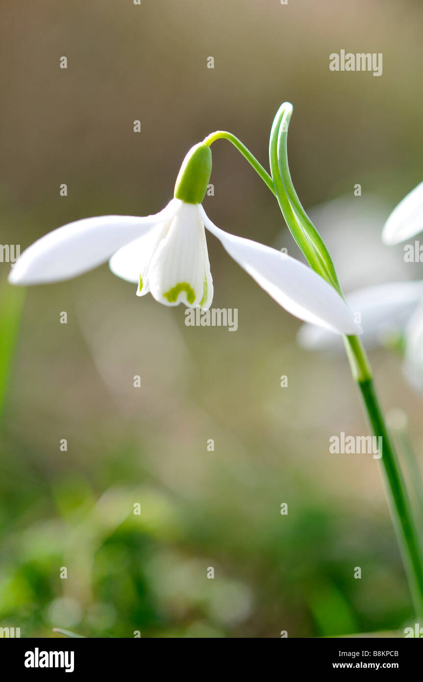 Perce-neige hiver close up flower spring england uk blanc naturel sauvage de l'ampoule Banque D'Images