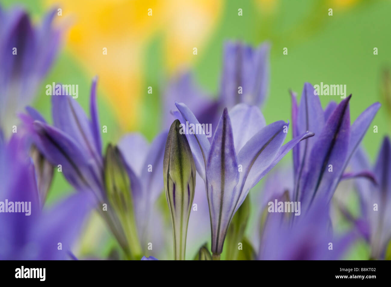 Le Triteleia laxa ou Brodiaea laxa fleurs bleu-violet pâle dressées en close up doucement diffus. Banque D'Images