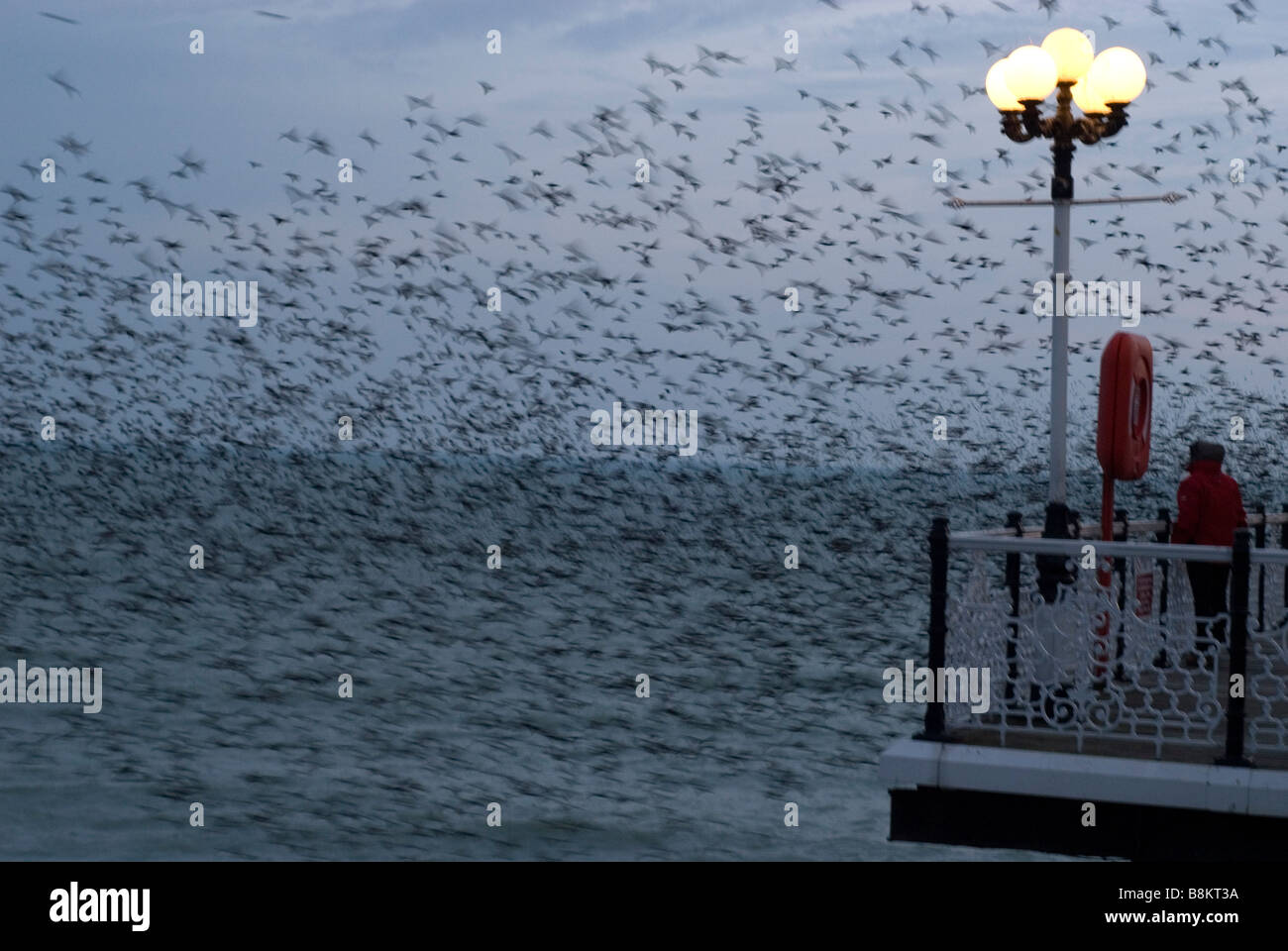 Vol d'étourneaux roost sur la jetée de Brighton Banque D'Images