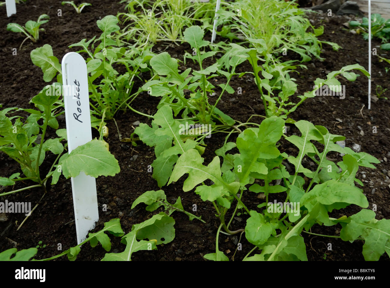 Eruca sativa, Roquette Salade Banque D'Images