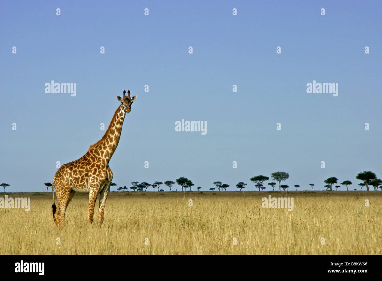 Dans la savane girafe Masai, Masai Mara, Kenya Banque D'Images