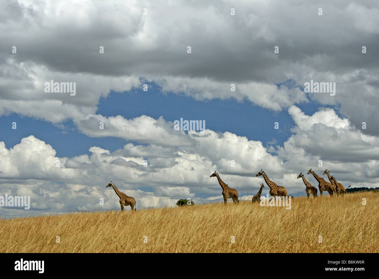 Les Girafes masaï debout sur la colline parlementaire, Masai Mara, Kenya Banque D'Images