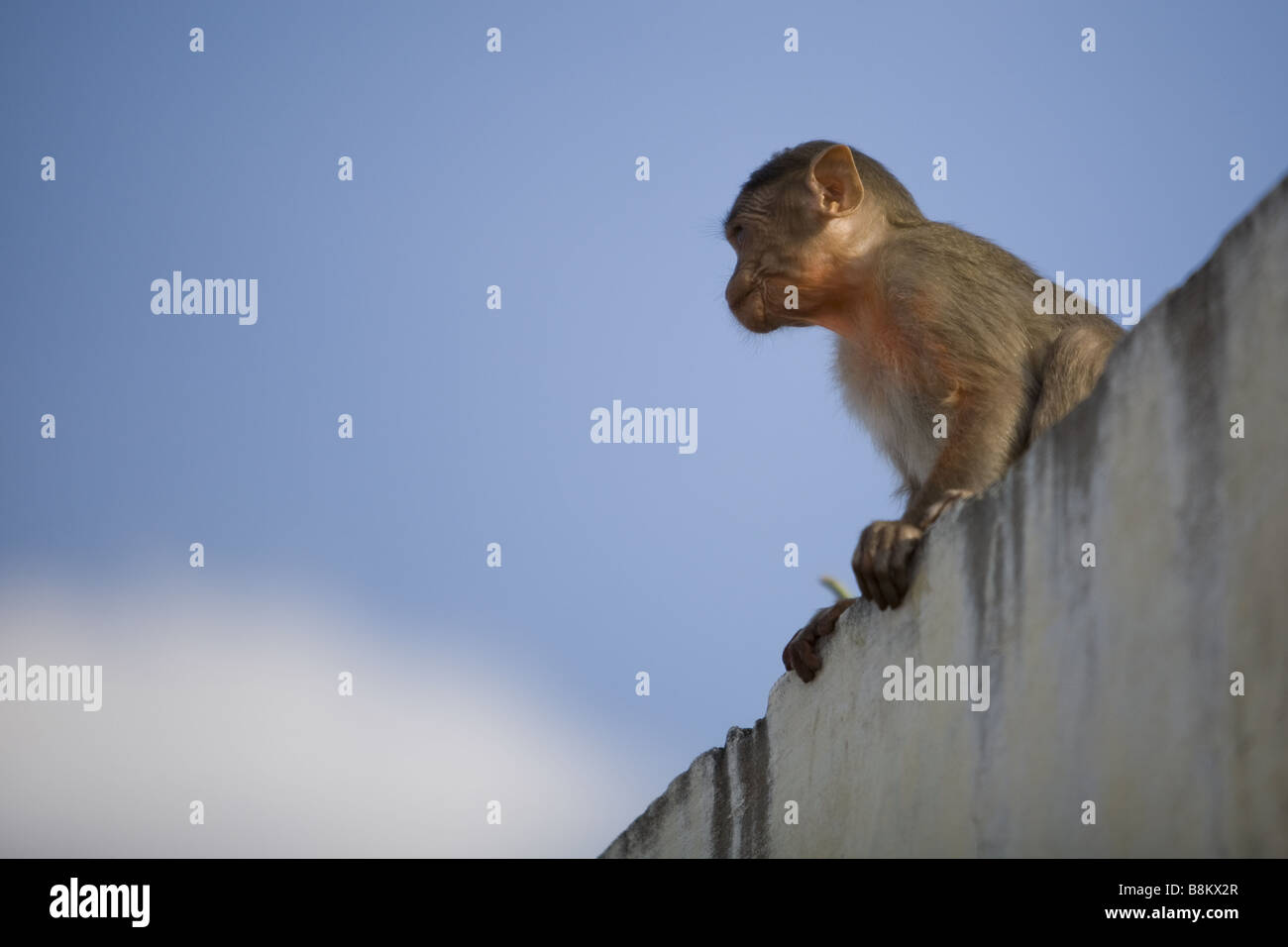 Singe macaque Bonnet sur un mur avec un ciel bleu en arrière-plan Banque D'Images