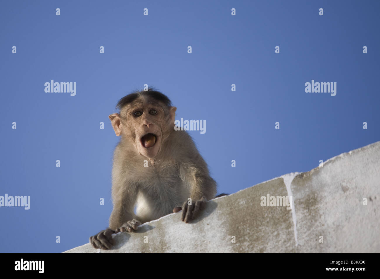 Singe macaque Bonnet sur un mur avec un ciel bleu en arrière-plan Banque D'Images