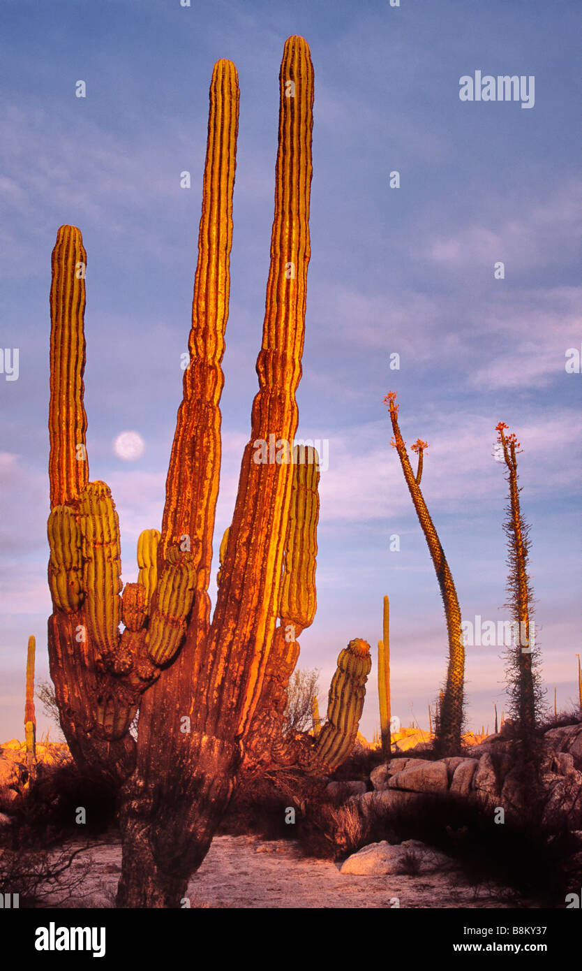 Cactus Cardon et cirio au lever du soleil dans l'arbre central près de Rosarito Desierto de Basse-Californie, Mexique Banque D'Images