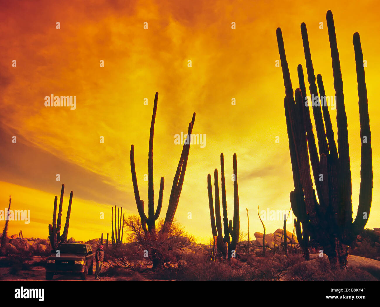 Cactus Cardon au lever du soleil près de Central en Desierto Rosarito en Basse Californie, Mexique Banque D'Images