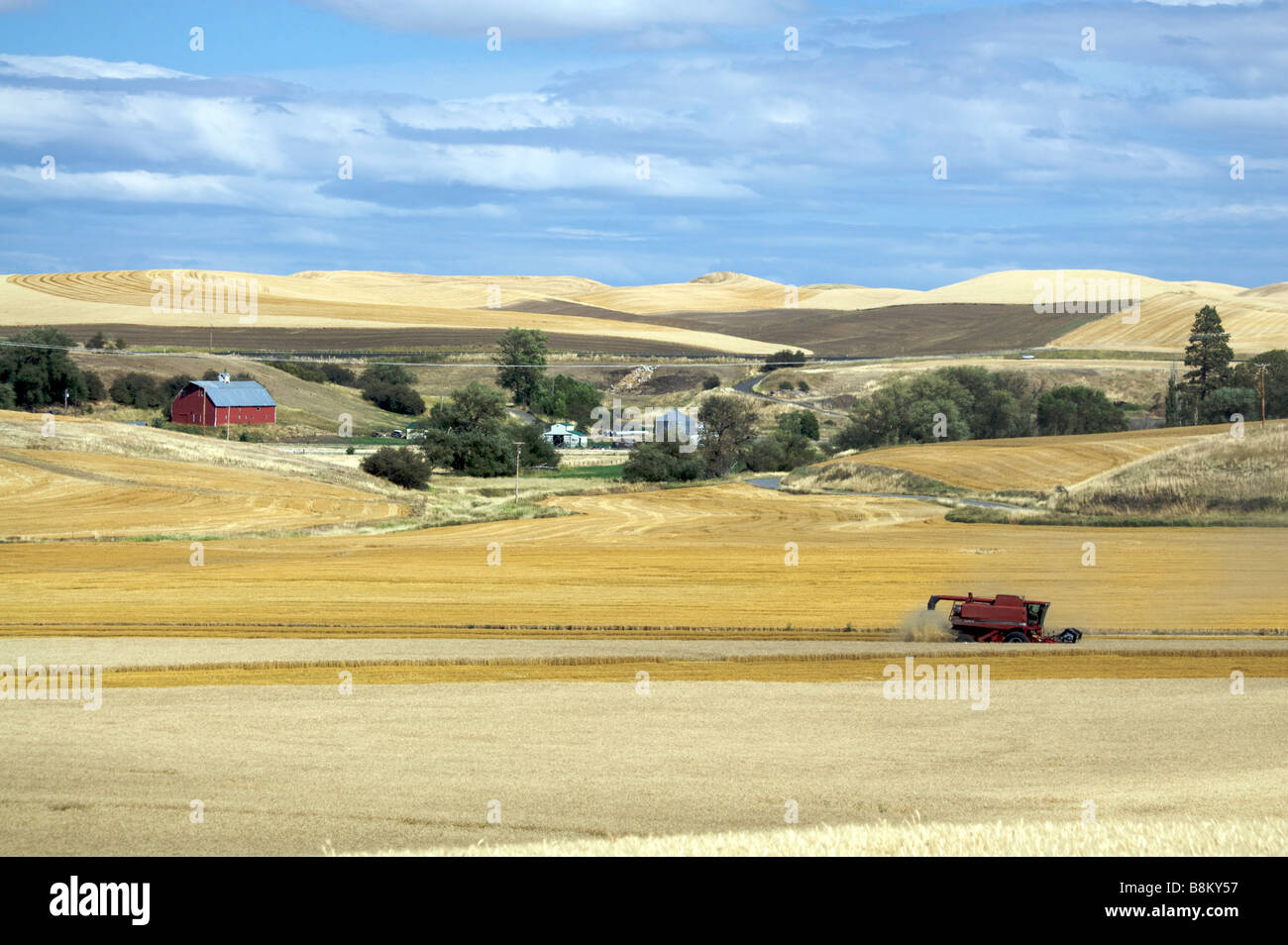 La récolte de blé il int rolling farm country de la Palouse Région de l'est l'état de Washington Banque D'Images