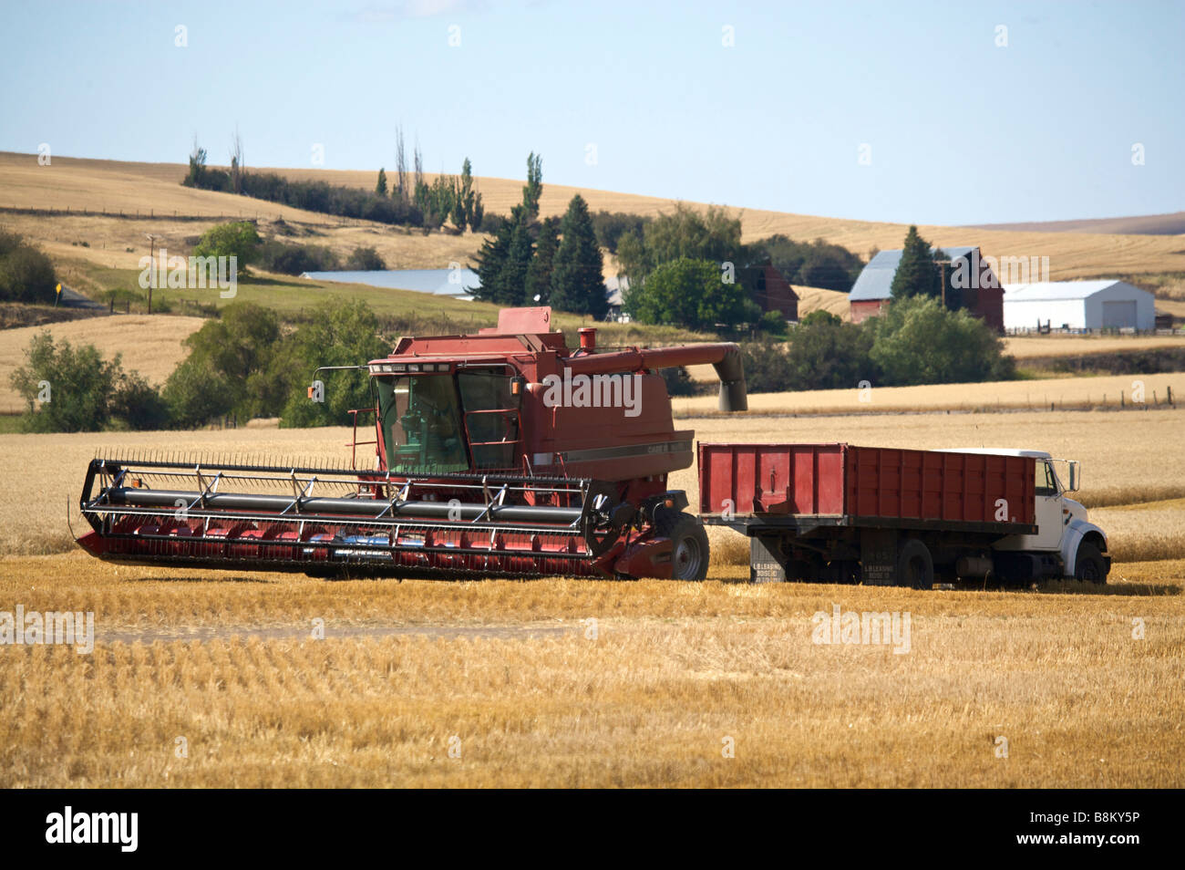 La récolte de blé il int rolling farm country de la Palouse Région de l'est l'état de Washington Banque D'Images