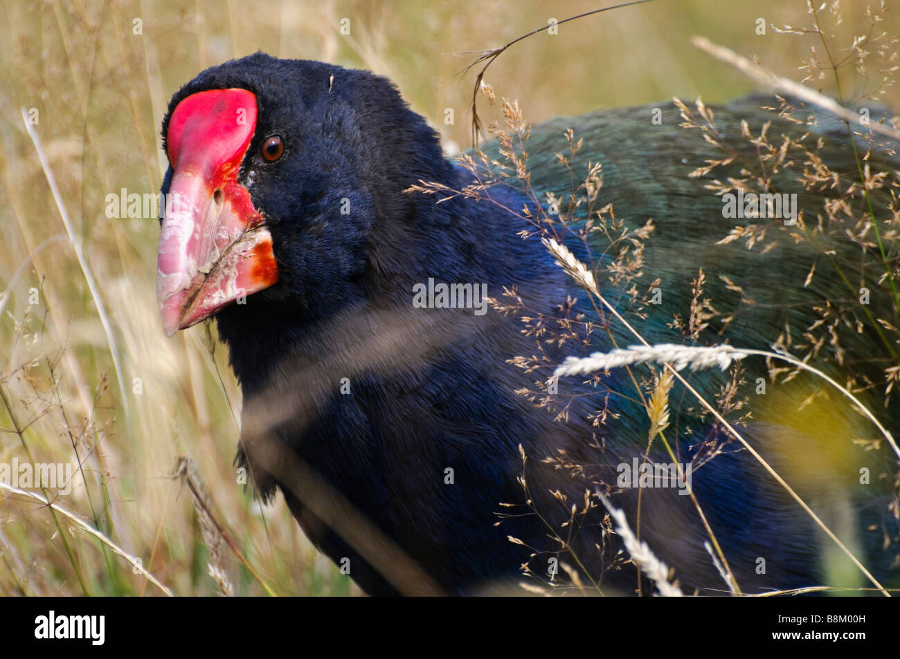 Close up of a New Zealand Talève takahé (Porphyrio hochstetteri) - une espèce en voie d'rail aptère Banque D'Images