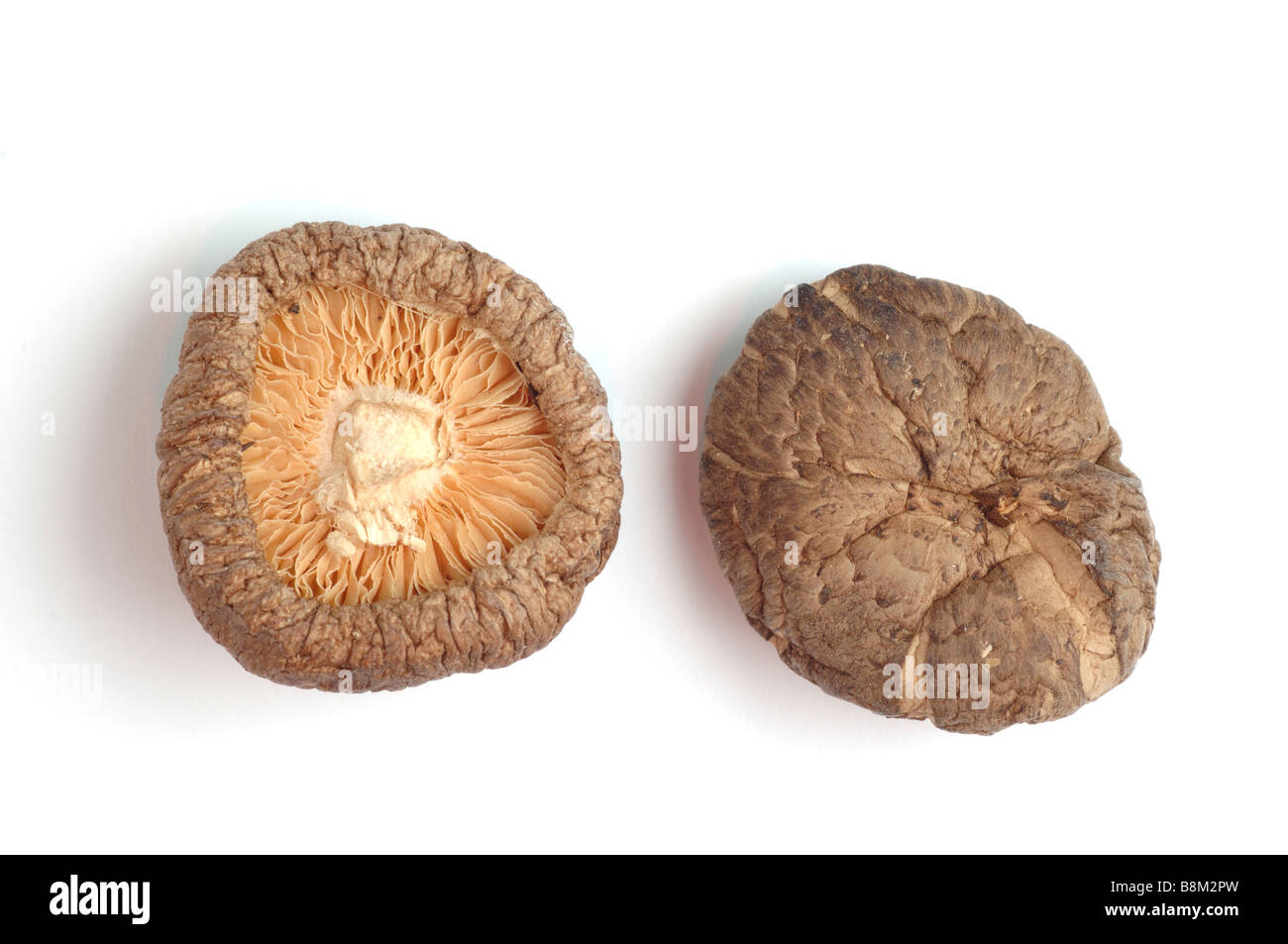 Le shiitake Lentinula edodes est un champignon comestible originaire d'Asie utilisée comme plante médicinale et alimentaire Banque D'Images