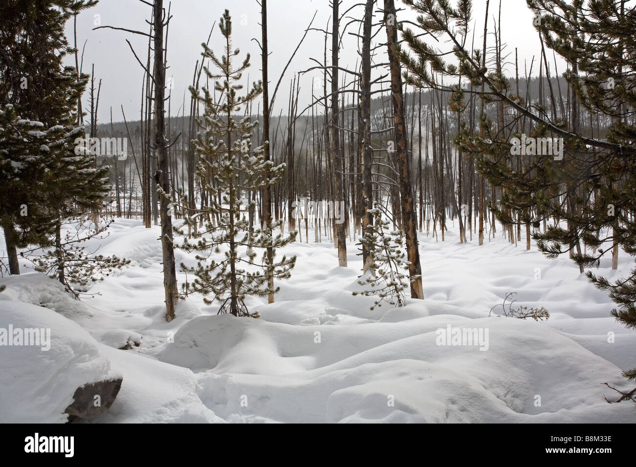 Le Parc National de Yellowstone, Wyoming, USA Banque D'Images