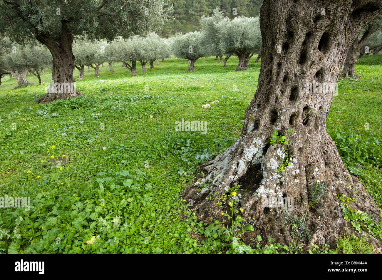 Plantation d'oliviers en forêt Biria Banque D'Images