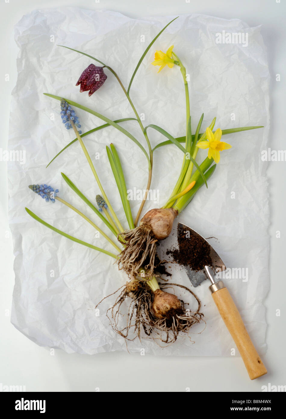 Les fleurs de printemps à bulbes Banque D'Images