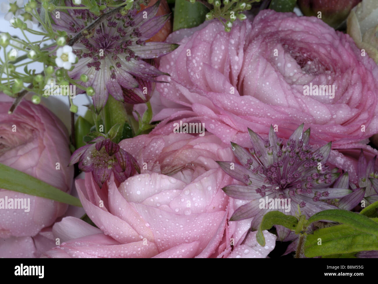 renoncules Banque D'Images