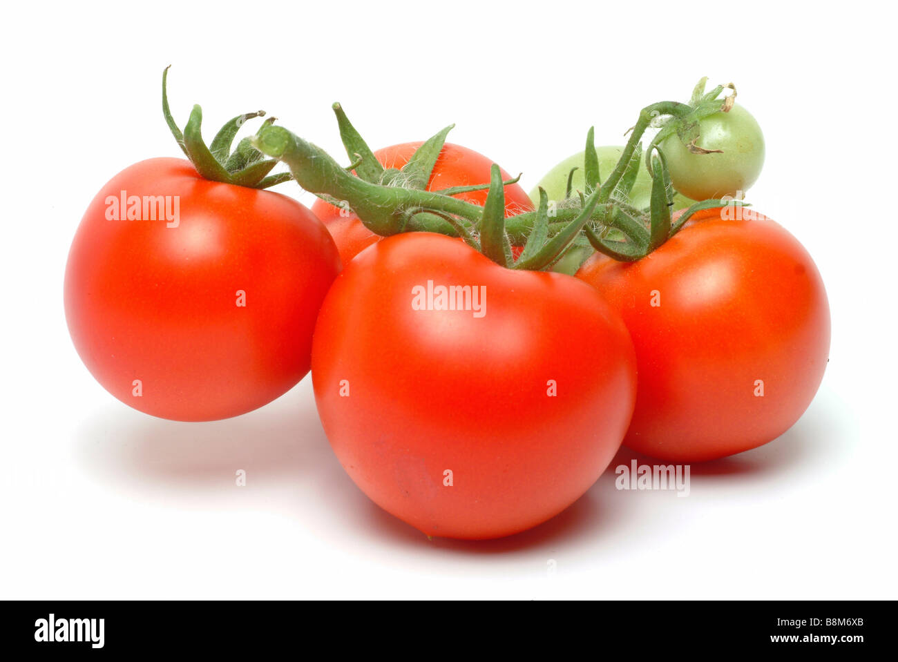 Bushtomatoe italien tomates Banque D'Images