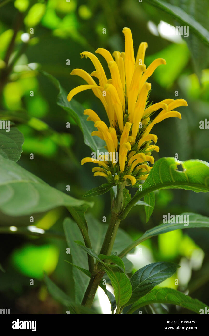 Fleur jaune dans la forêt tropicale sèche Photo Stock - Alamy