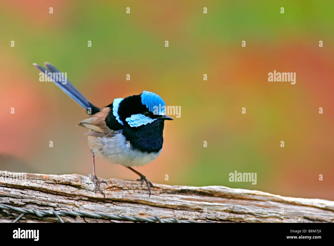 Superbe mâle Fairy Wren Banque D'Images