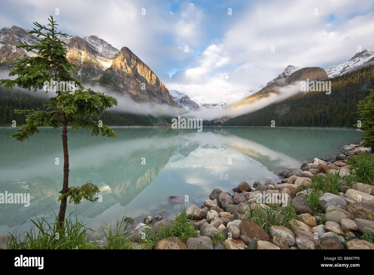 Arbre solitaire, Banff, Canada Banque D'Images