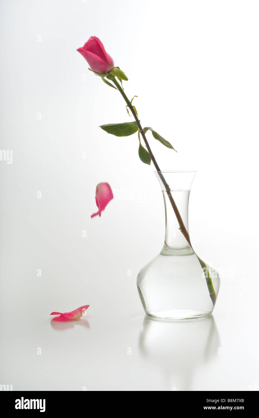 Rose unique Banque D'Images