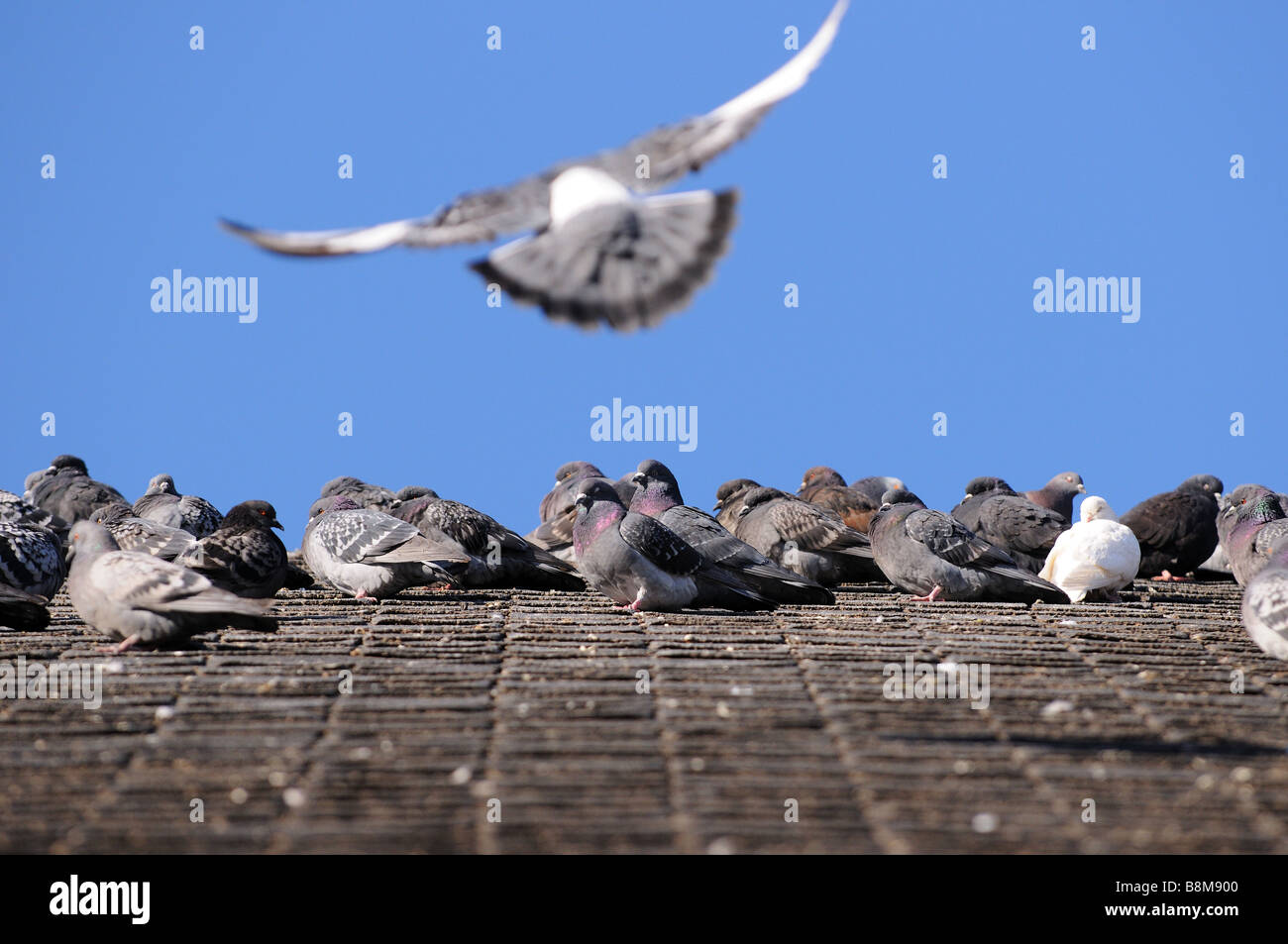 Les Pigeons Les Oiseaux Assis Sur Le Toit De Bardeaux