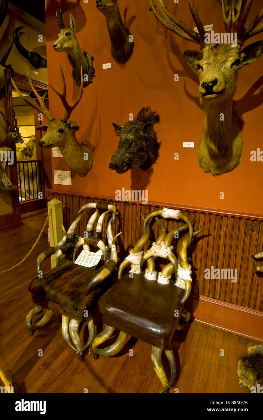 Buckhorn Saloon et musée San Antonio Texas tx vue ci-dessus les chaises à la main à partir de cornes d'animaux des têtes d'animaux en peluche Banque D'Images