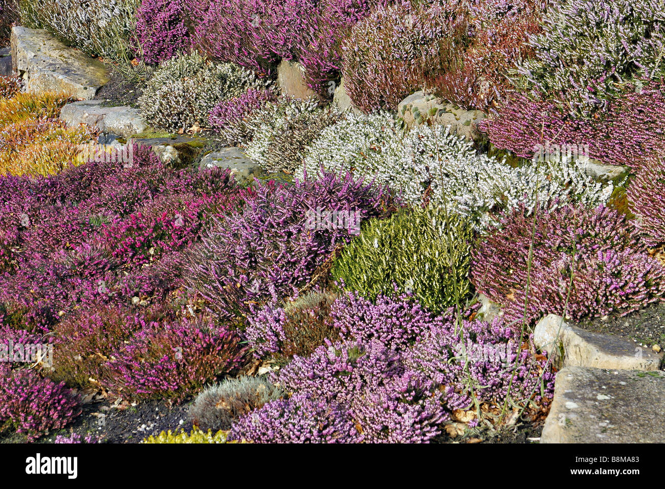 Bruyères D'HIVER MASSÉS À HARLOW CARR RHS AVEC ERICA CARNEA STARLETTE AU CENTRE D'OR Banque D'Images