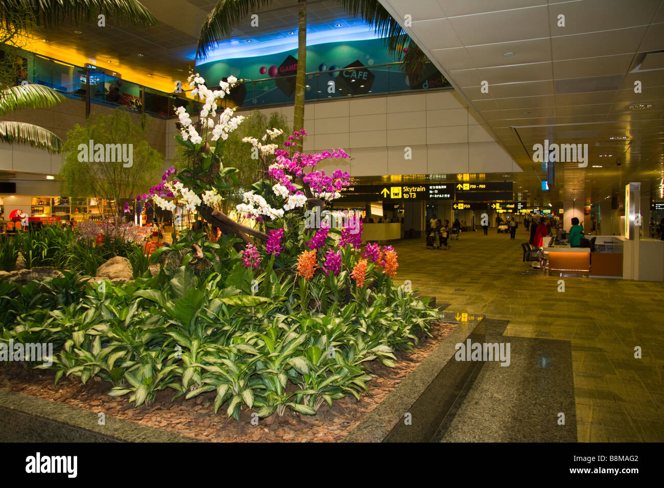 L'aéroport Changi de Singapour des orchidées Banque D'Images