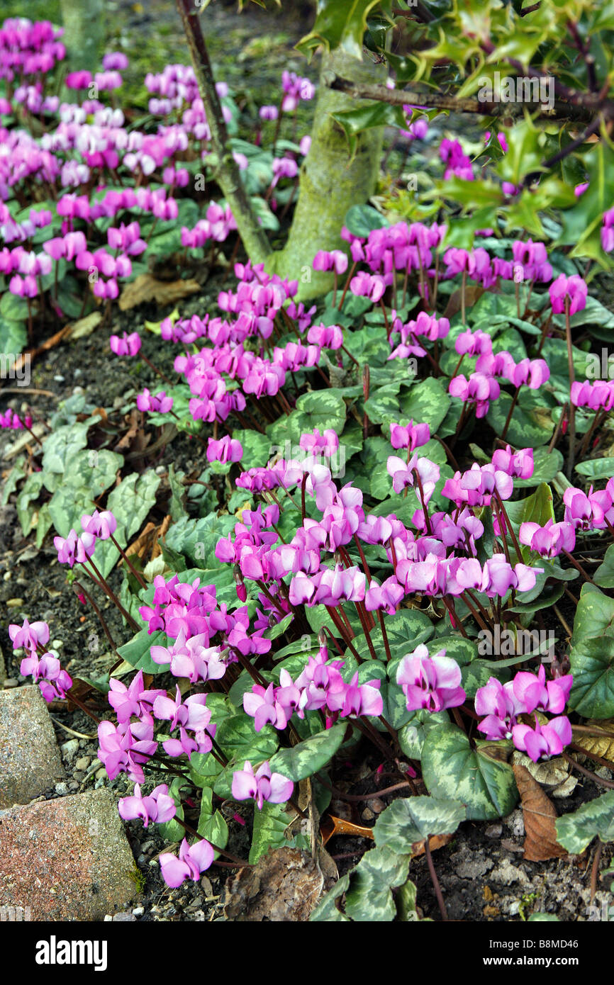 CYCLAMEN COUM PLANTÉ À LA BASE DE L'Ilex aquifolium HEDGE À HARLOW CARR DE L'ERS Banque D'Images