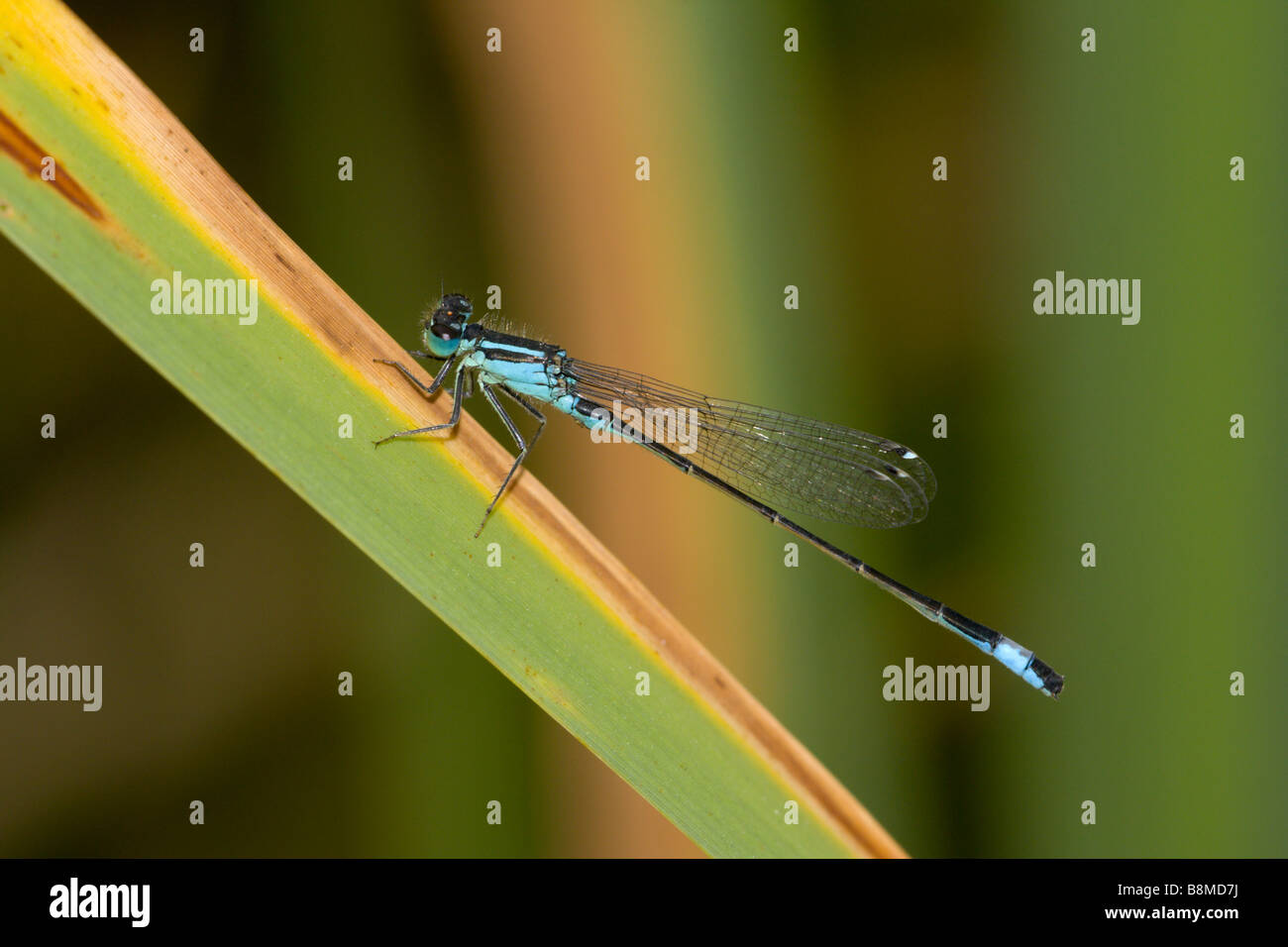Cerf mâle bleu libellule sur feuille d'iris dans la forêt d'Epping Banque D'Images