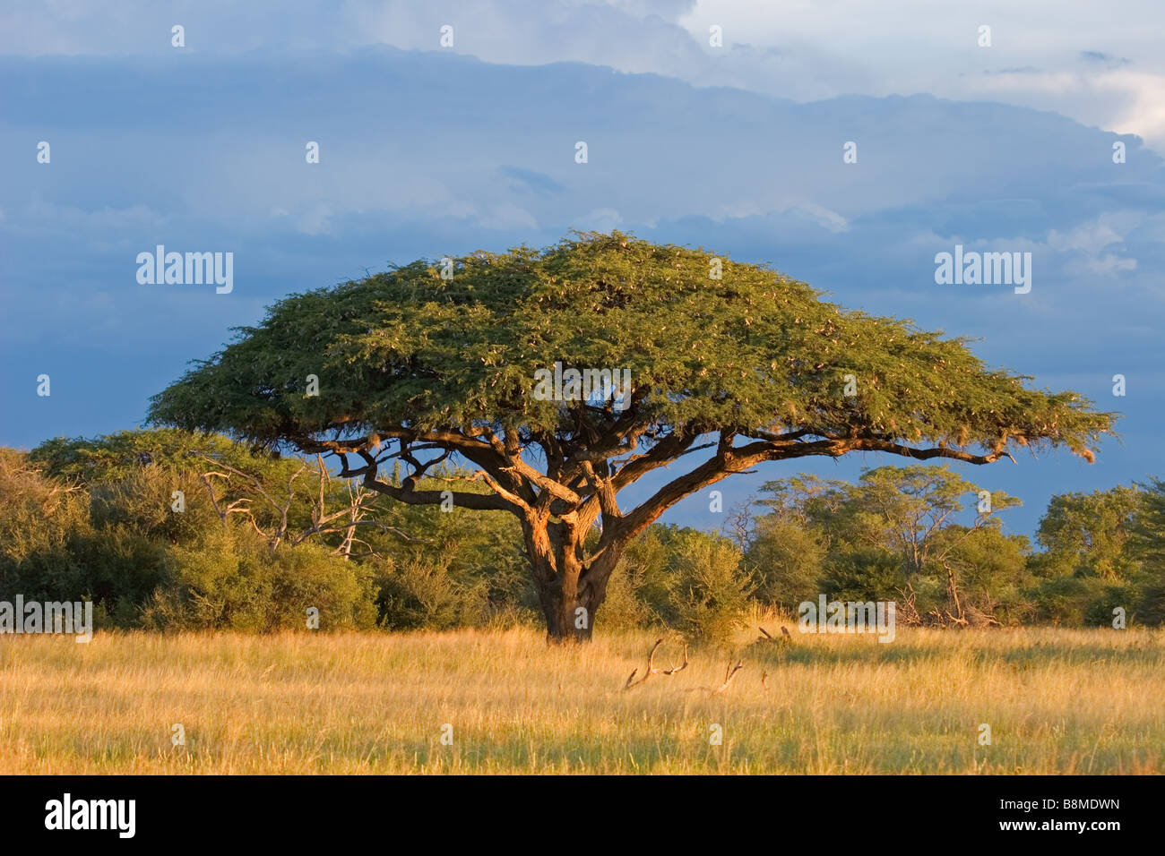 Paysage africain avec une belle Acacia (Acacia erioloba), le parc national de Hwange, Zimbabwe, Afrique du Sud Banque D'Images