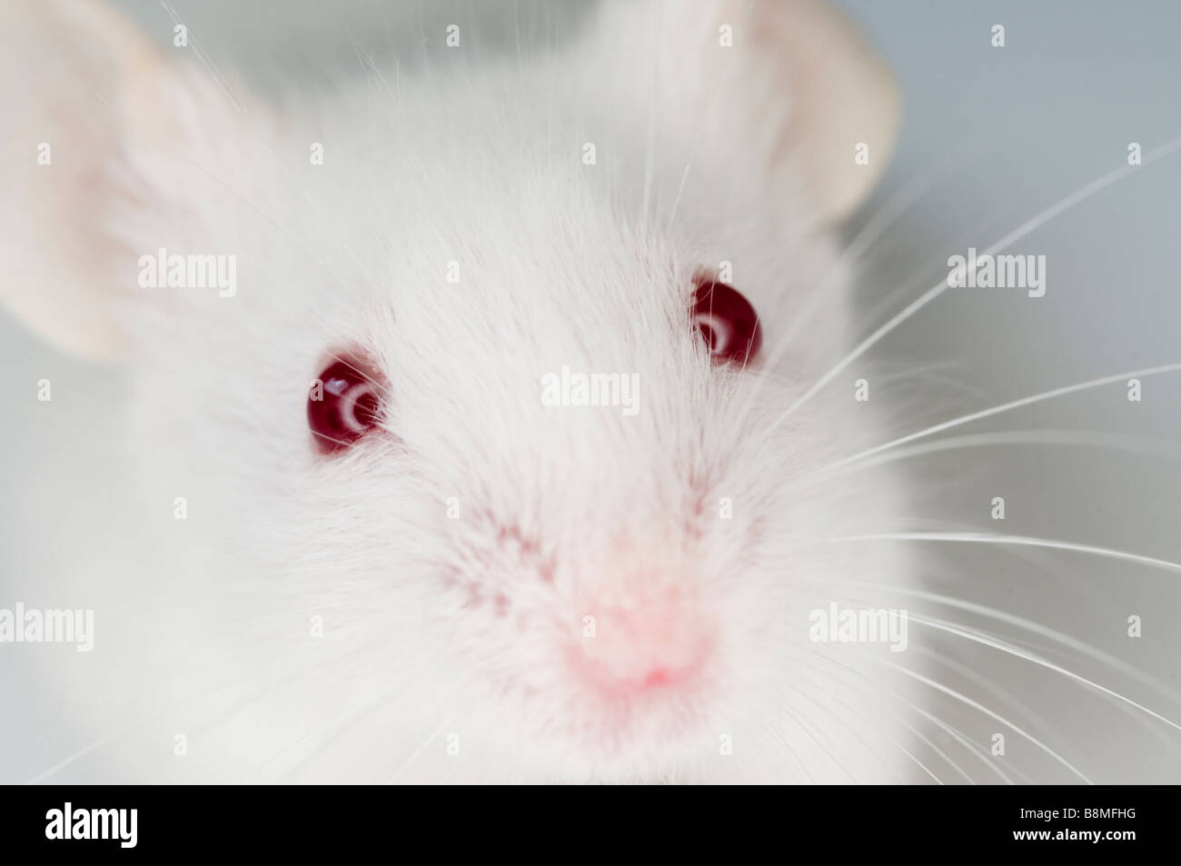 Souris Blanche Banque D Image Et Photos Alamy