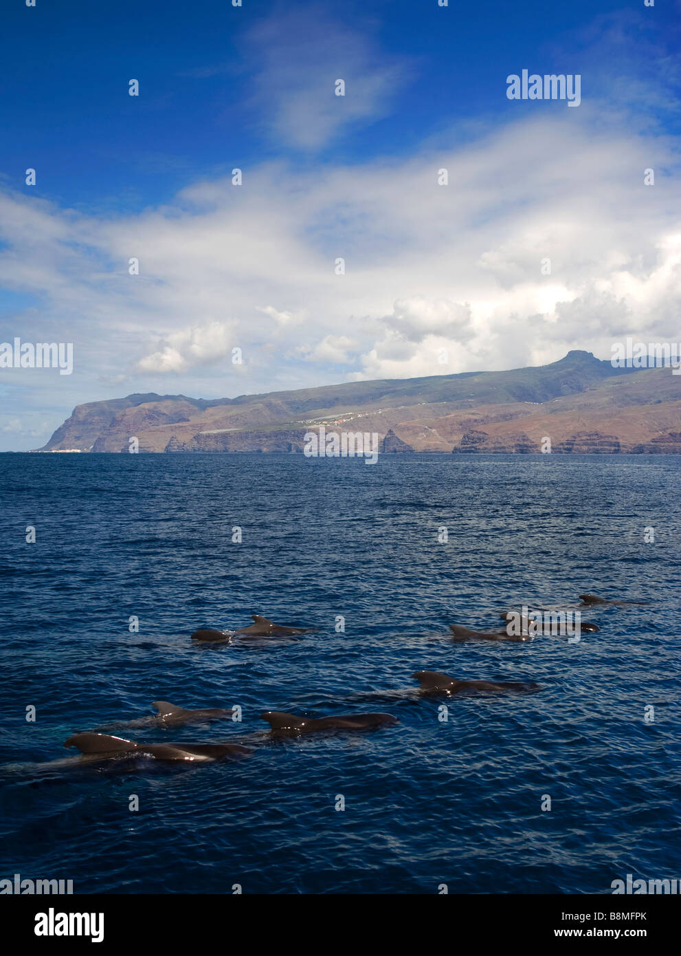 Bref Globicéphale noir Globicephala macrorhynchus au large de la côte de La Gomera dans les canaries Banque D'Images