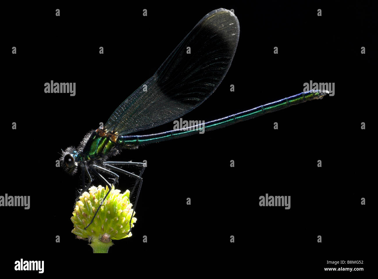 Demoiselle Calopteryx splendens Demoiselle bagués UK Banque D'Images